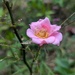 Little Pink Rose