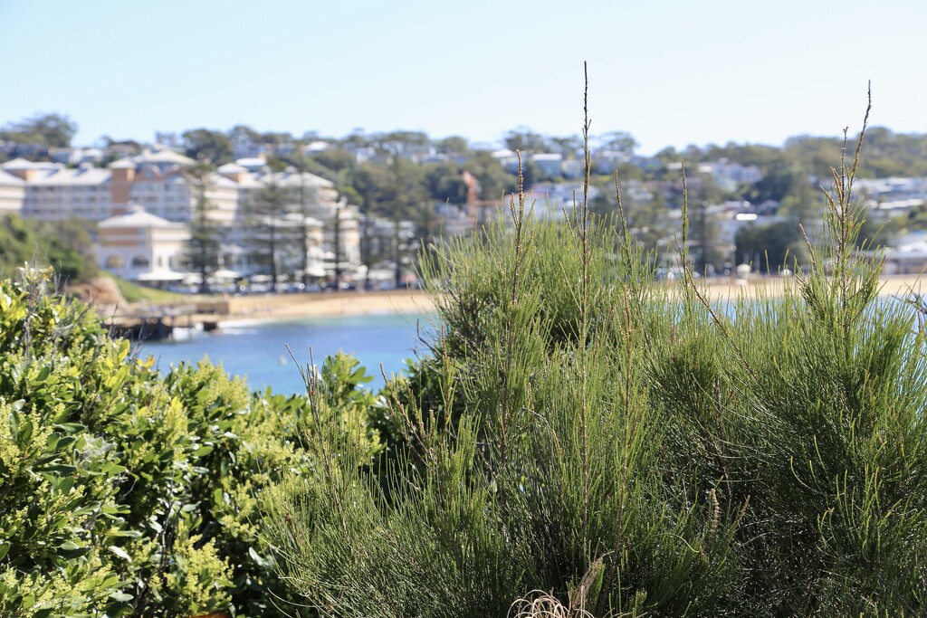 Terrigal by jools