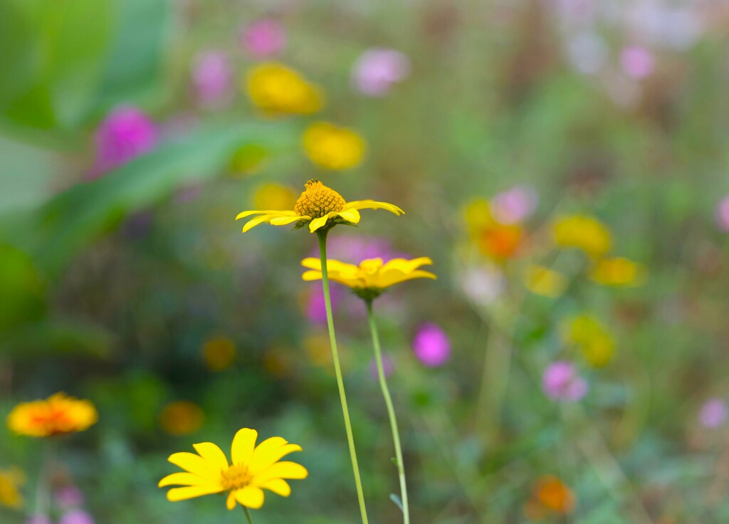 Late Summer Colors by lynnz