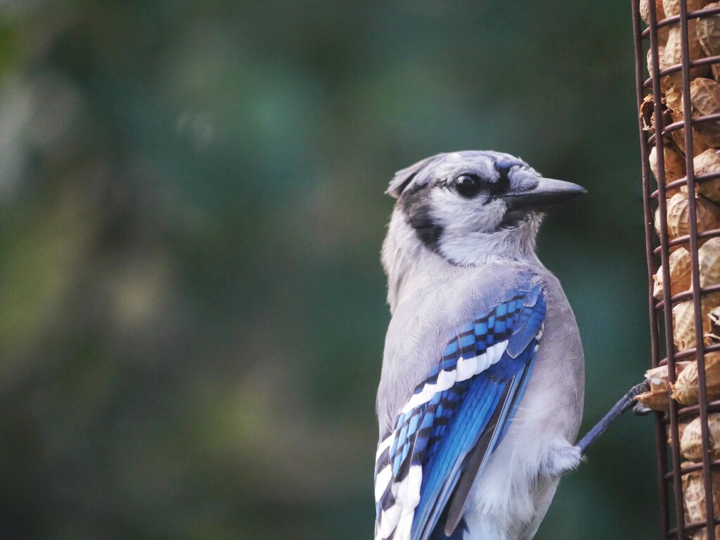 Blue Jay by ljmanning