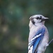 Blue Jay