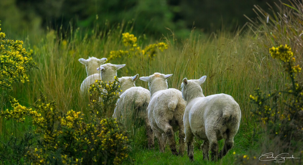 The Sheep Run by yorkshirekiwi