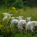 The Sheep Run