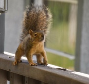 20th Sep 2024 - Showing Off That Bushy Tail!