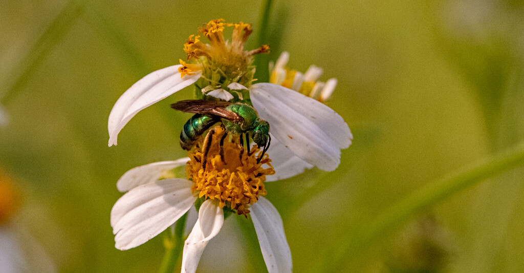 Green Bee! by rickster549