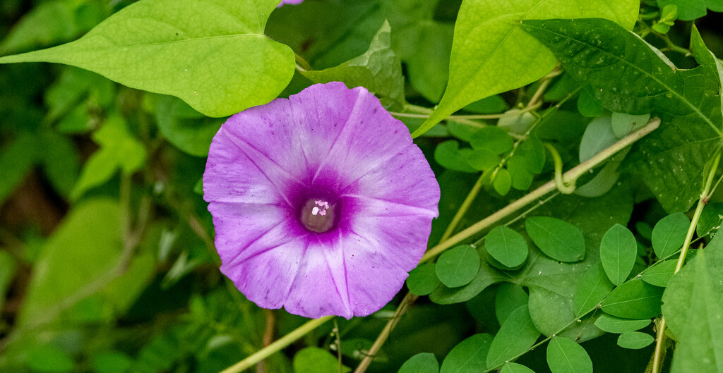 Unknown Flower! by rickster549