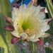 9 19 Senita Cactus flower