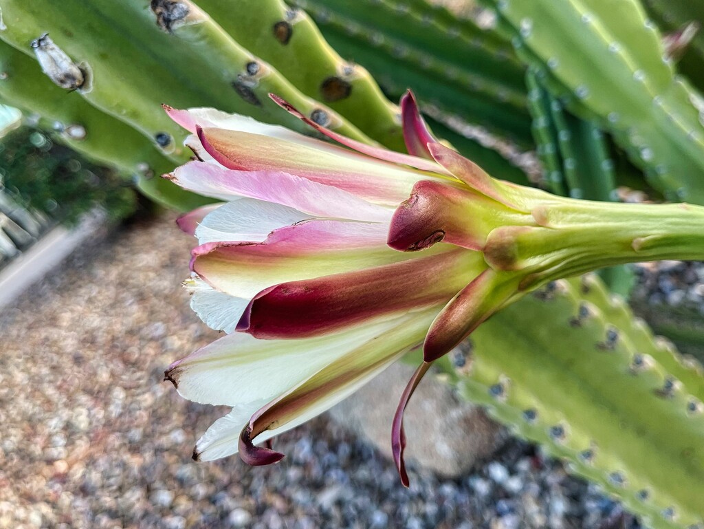 9 19 Side view of Senita Cactus flower by sandlily