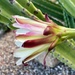 9 19 Side view of Senita Cactus flower