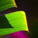 Bird of paradise leaf