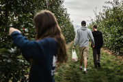 21st Sep 2024 - Apple Picking Day