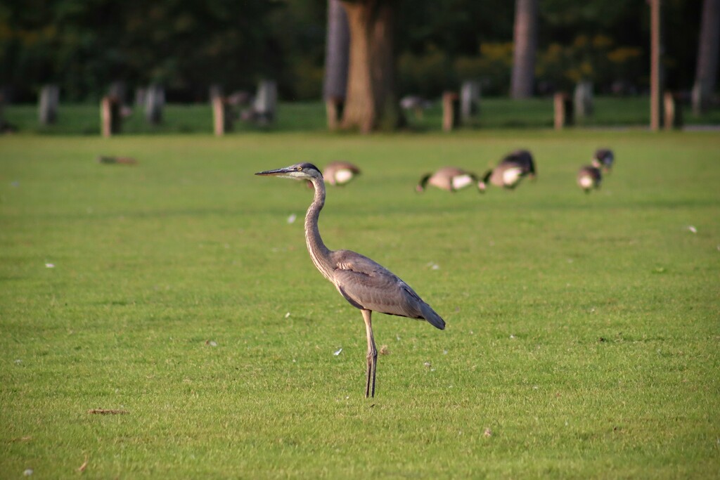 Like a Heron Out of Water by princessicajessica