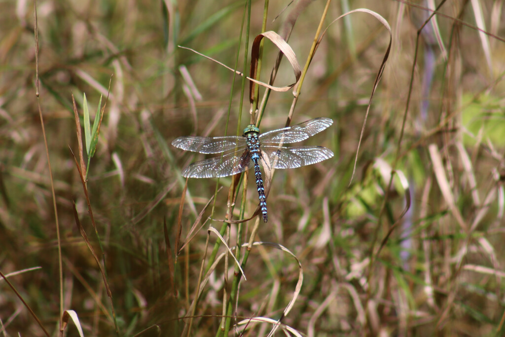 Lance-Tipped Darner by princessicajessica