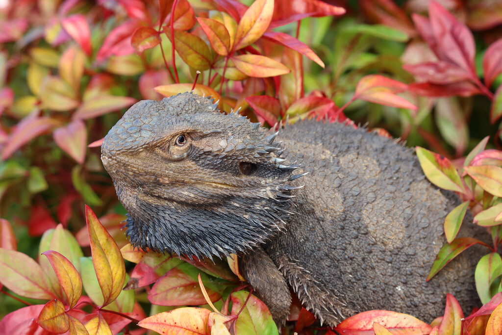 Bearded Dragon by leggzy