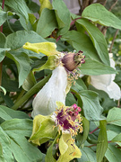 22nd Sep 2024 - Peonies: when the petals fall