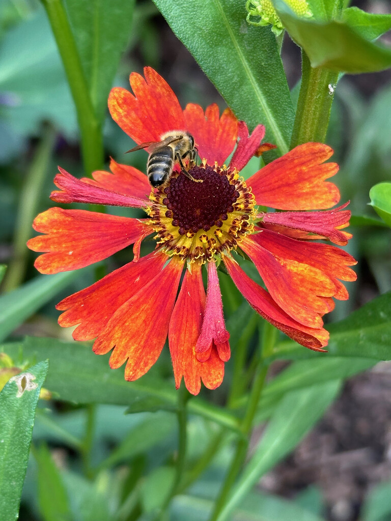 Helenium in the Sun by 365projectmaxine