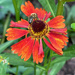 Helenium in the Sun