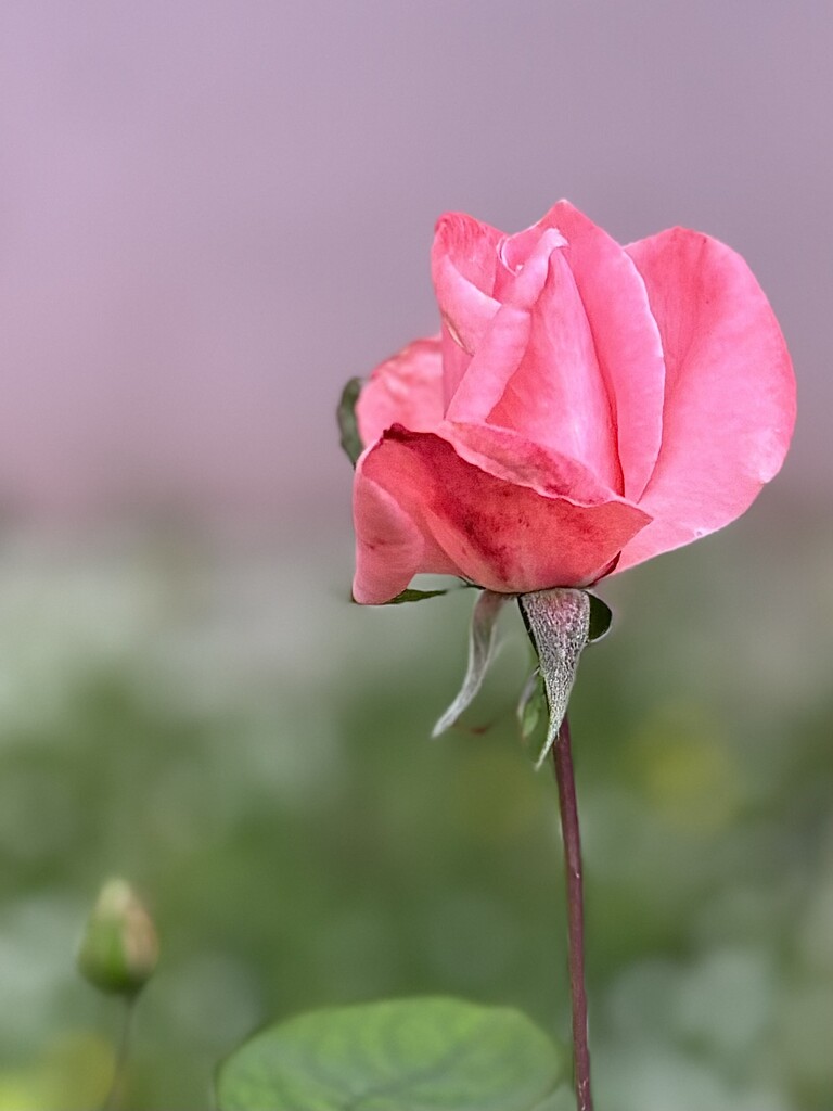 Our little garden of roses is thriving,  the bright sunshine & and pink wall this fragrant old pink rose is simply gorgeous. by beverley365