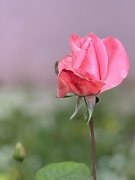 22nd Sep 2024 - Our little garden of roses is thriving,  the bright sunshine & and pink wall this fragrant old pink rose is simply gorgeous.