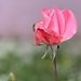 Our little garden of roses is thriving,  the bright sunshine & and pink wall this fragrant old pink rose is simply gorgeous.