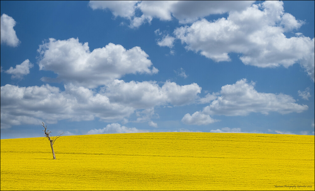 canola ahoy  by mortmanphotography