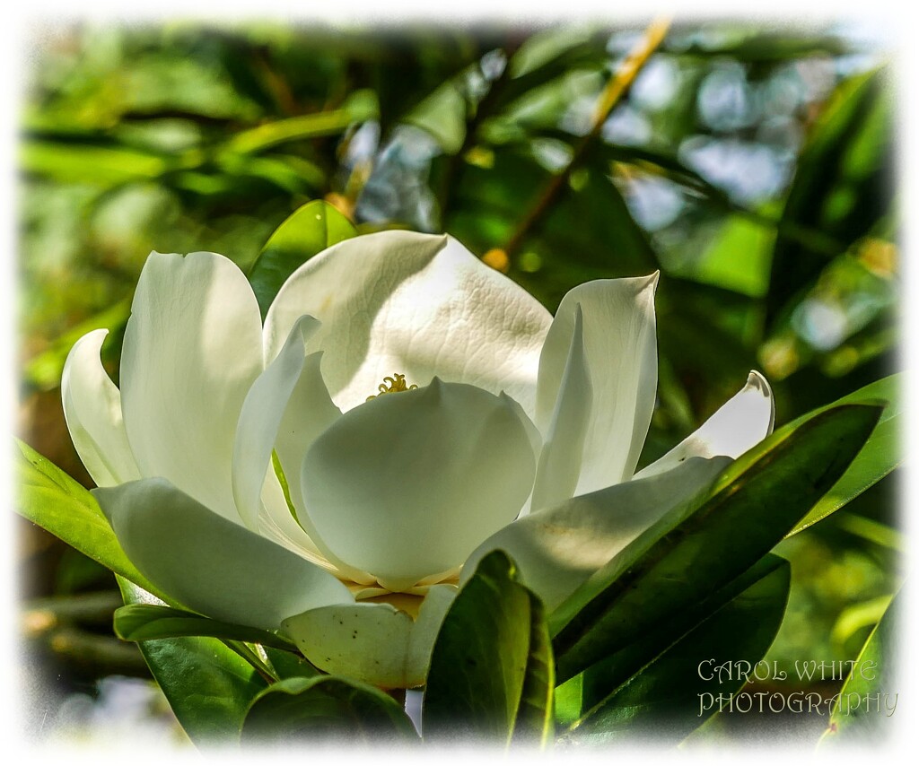 Magnolia Grandiflora by carolmw