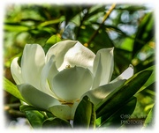 22nd Sep 2024 - Magnolia Grandiflora