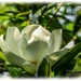 Magnolia Grandiflora