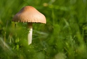 22nd Sep 2024 - Mushroom