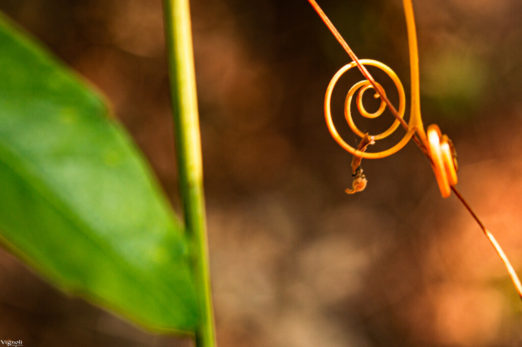 Fibonacci by vignoli