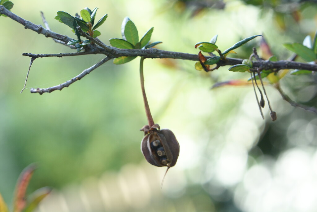 Lantern tree seeds~~~~ by ziggy77