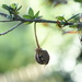 Lantern tree seeds~~~~