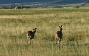 21st Sep 2024 - "Bye-bye, Whitetails!"