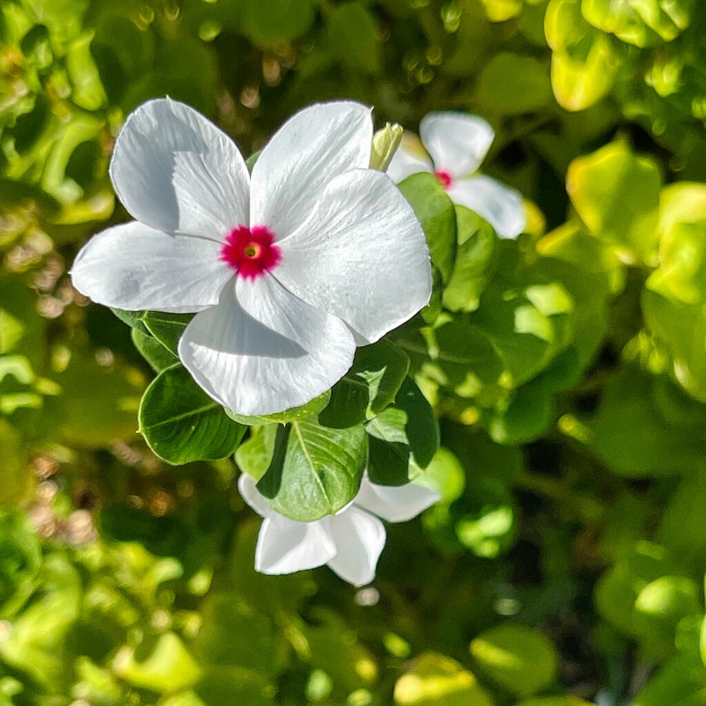 9 20 Madagascar Periwinkle by sandlily