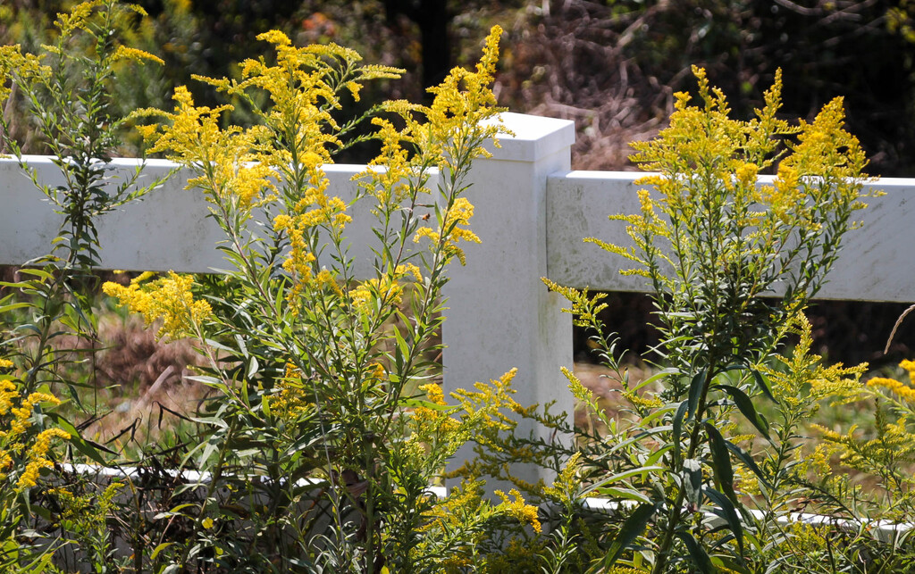 Goldenrod by mittens