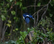 21st Sep 2024 - "Bye-bye, Magpie!"