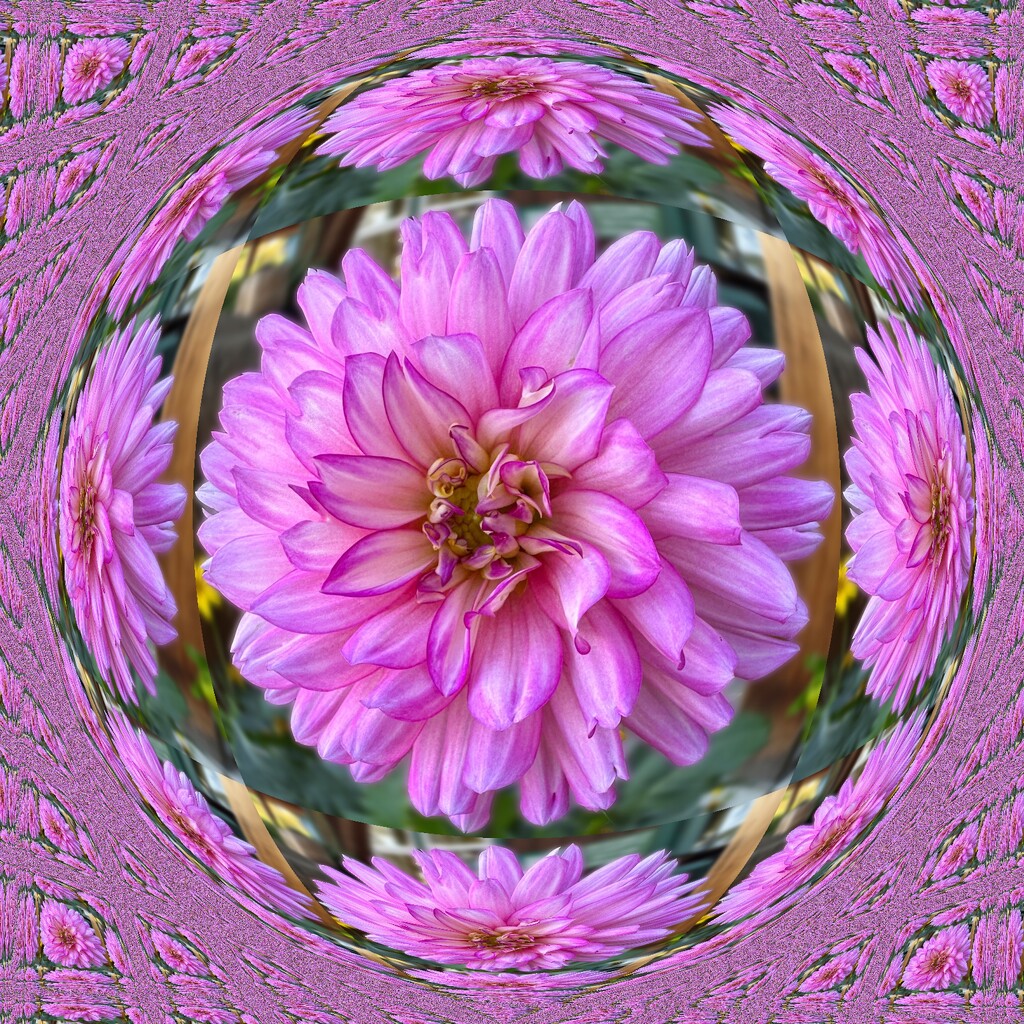 Dahlia Framed by shutterbug49