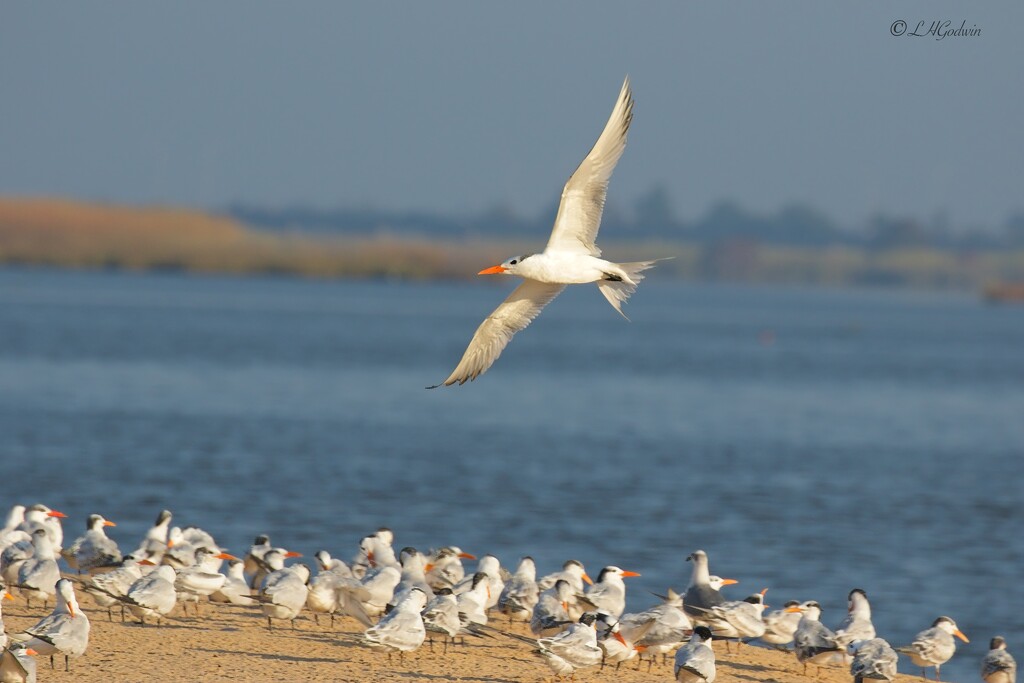 LHG_3667Royal tern makes his turn by rontu