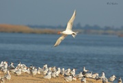 22nd Sep 2024 - LHG_3667Royal tern makes his turn