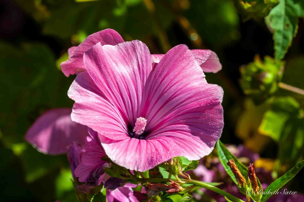 Pink flower by elisasaeter