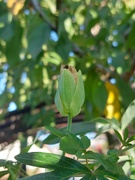 22nd Sep 2024 - Passiflora