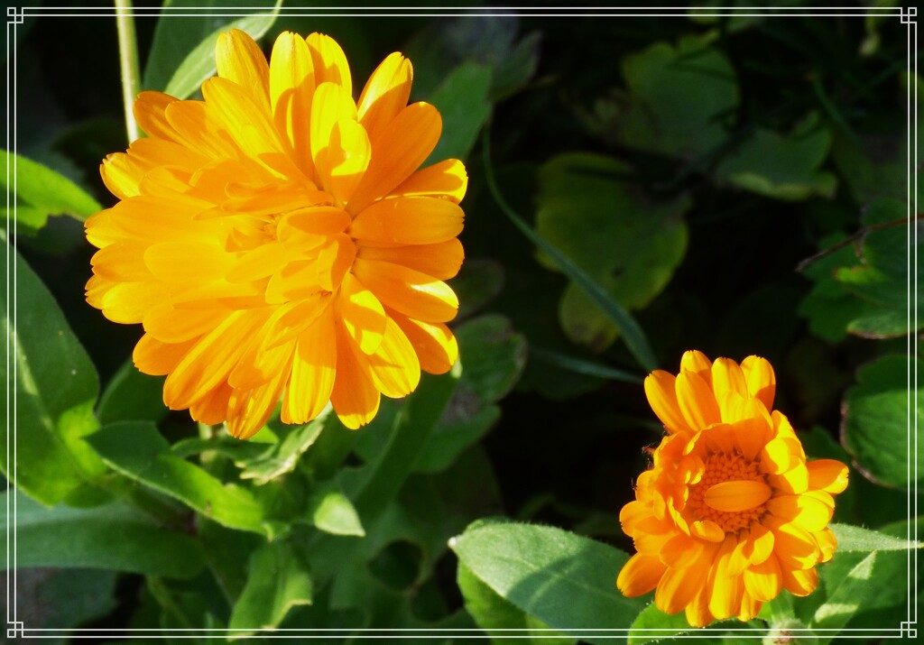 Marigolds  by beryl