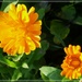 Marigolds 