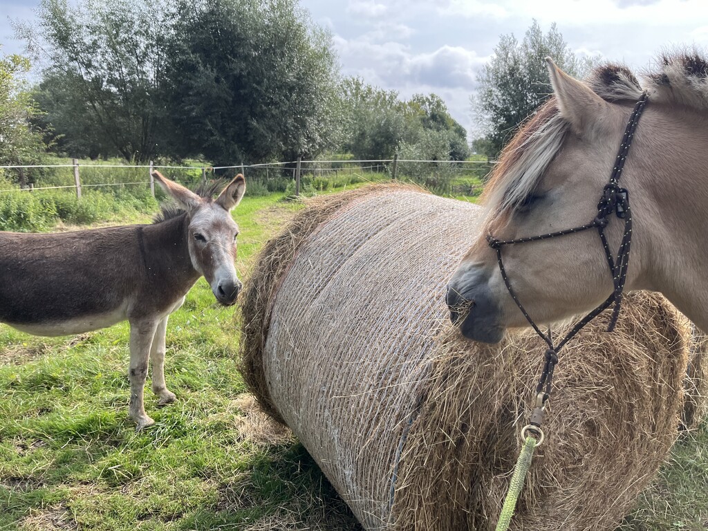 Meeting between horse and donkey by lexy_wat