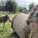 Meeting between horse and donkey