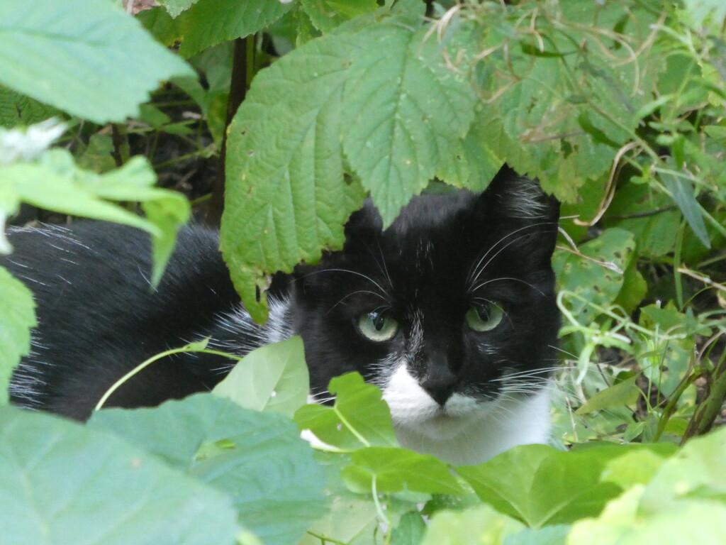 Between the leaves by lexy_wat