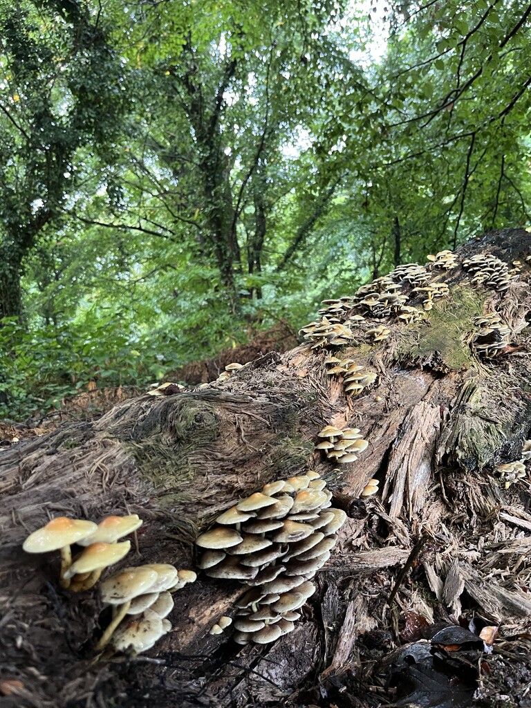 Autumn mushrooms by helenawall