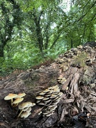 22nd Sep 2024 - Autumn mushrooms