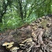 Autumn mushrooms