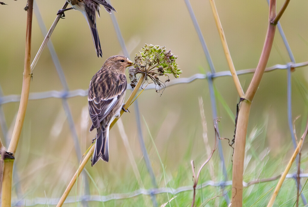 Twite by lifeat60degrees